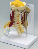 Deluxe Muscled Cervical Pharmaceutical and Anatomical Model Gifts